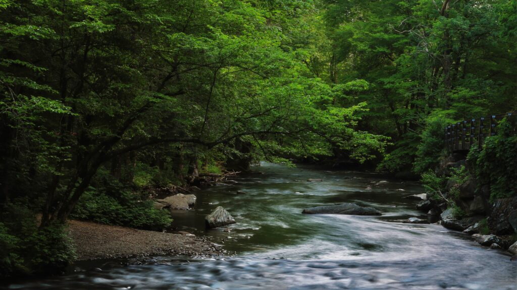 forest stream