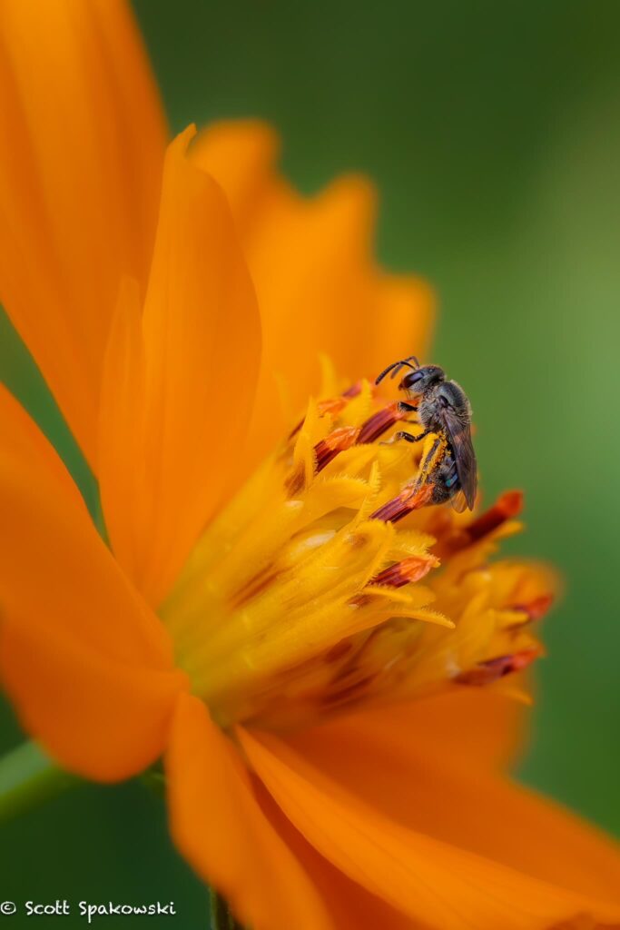 bee and flower