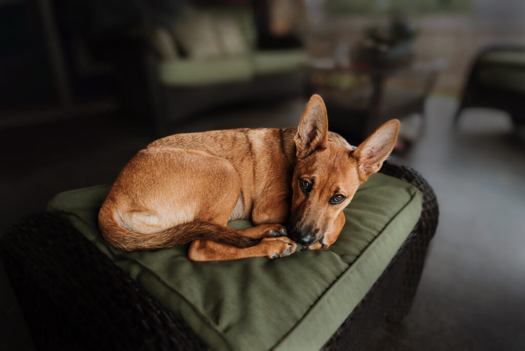 dog lounging