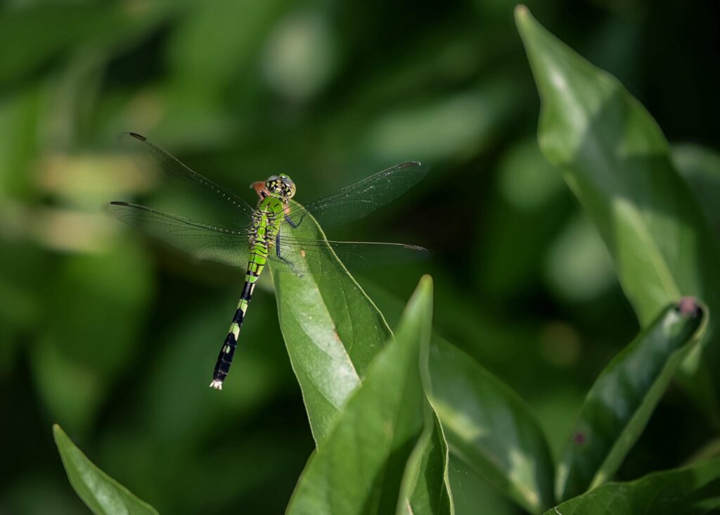 dragonfly up close