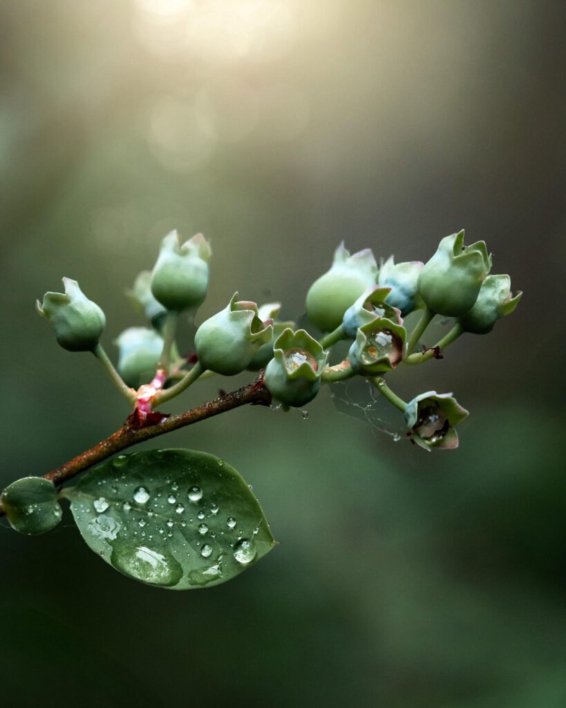 macro green plant