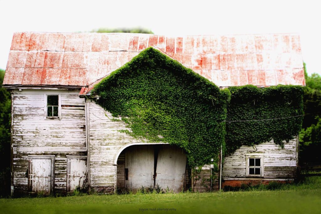 old house with ivy on walls