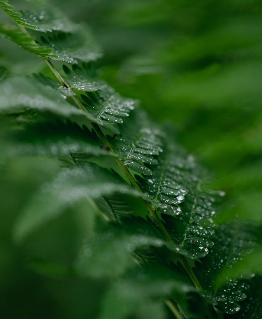 water droplets on plant