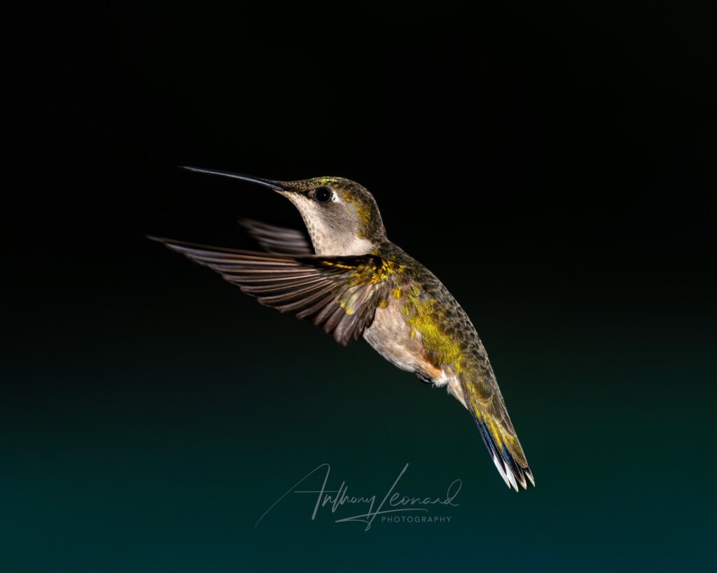 humming bird flying
