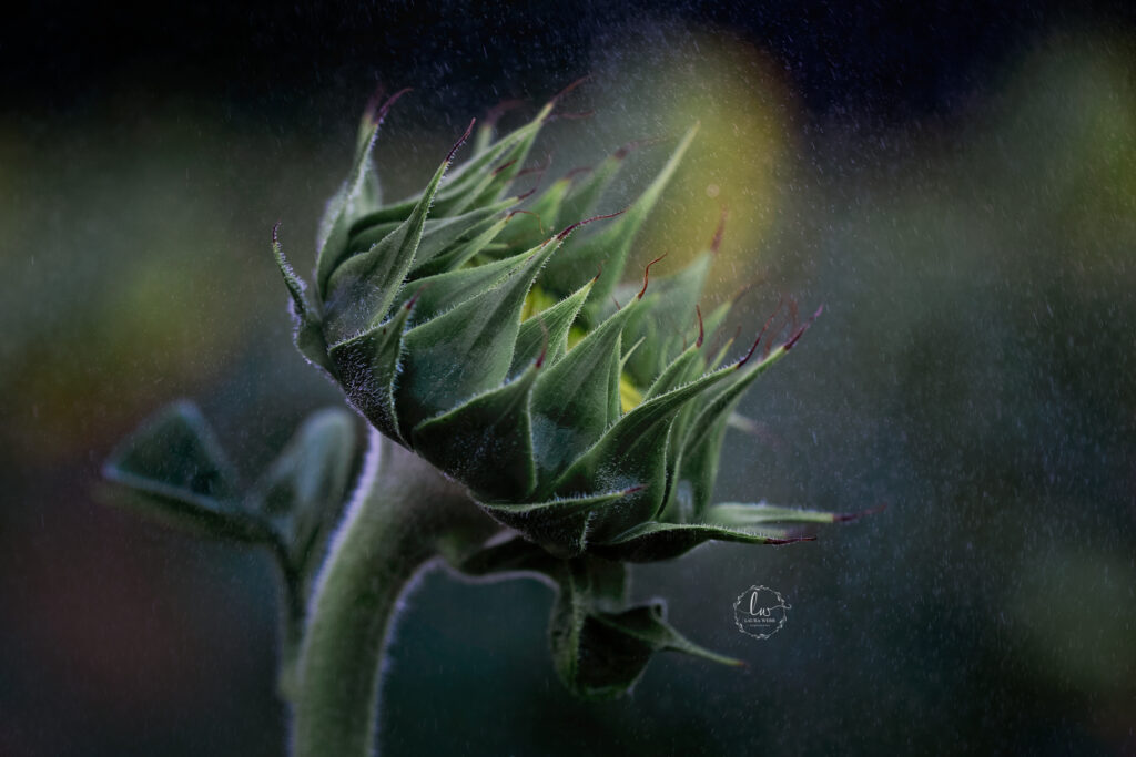 sunflower rain