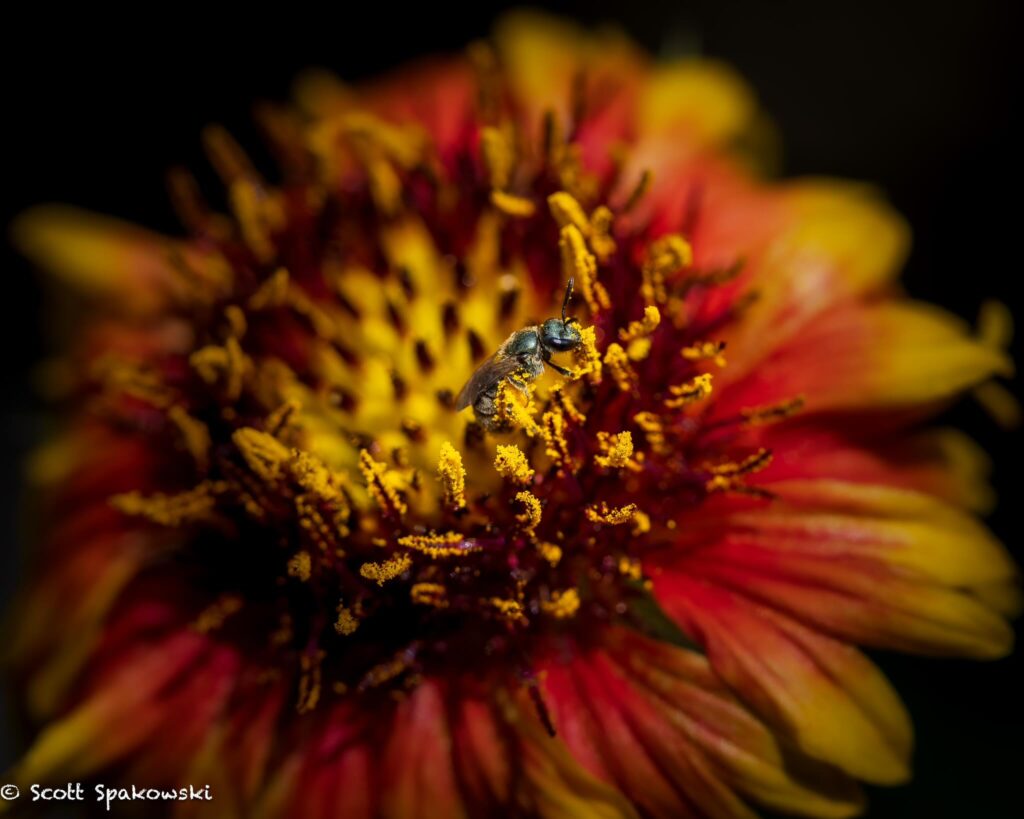 macro flower