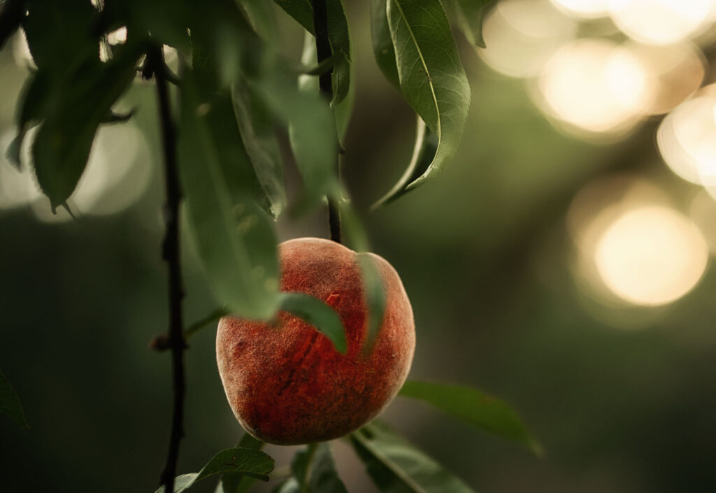 peach