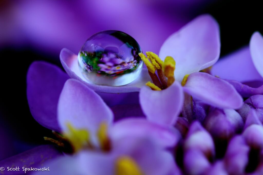 macro of water droplet on flower