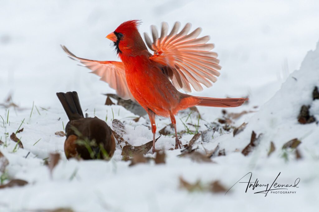 red bird in snow