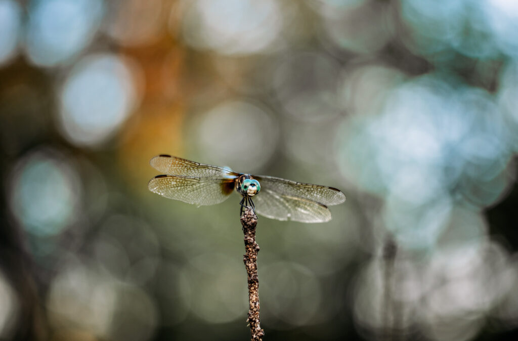 dragonfly blurred background