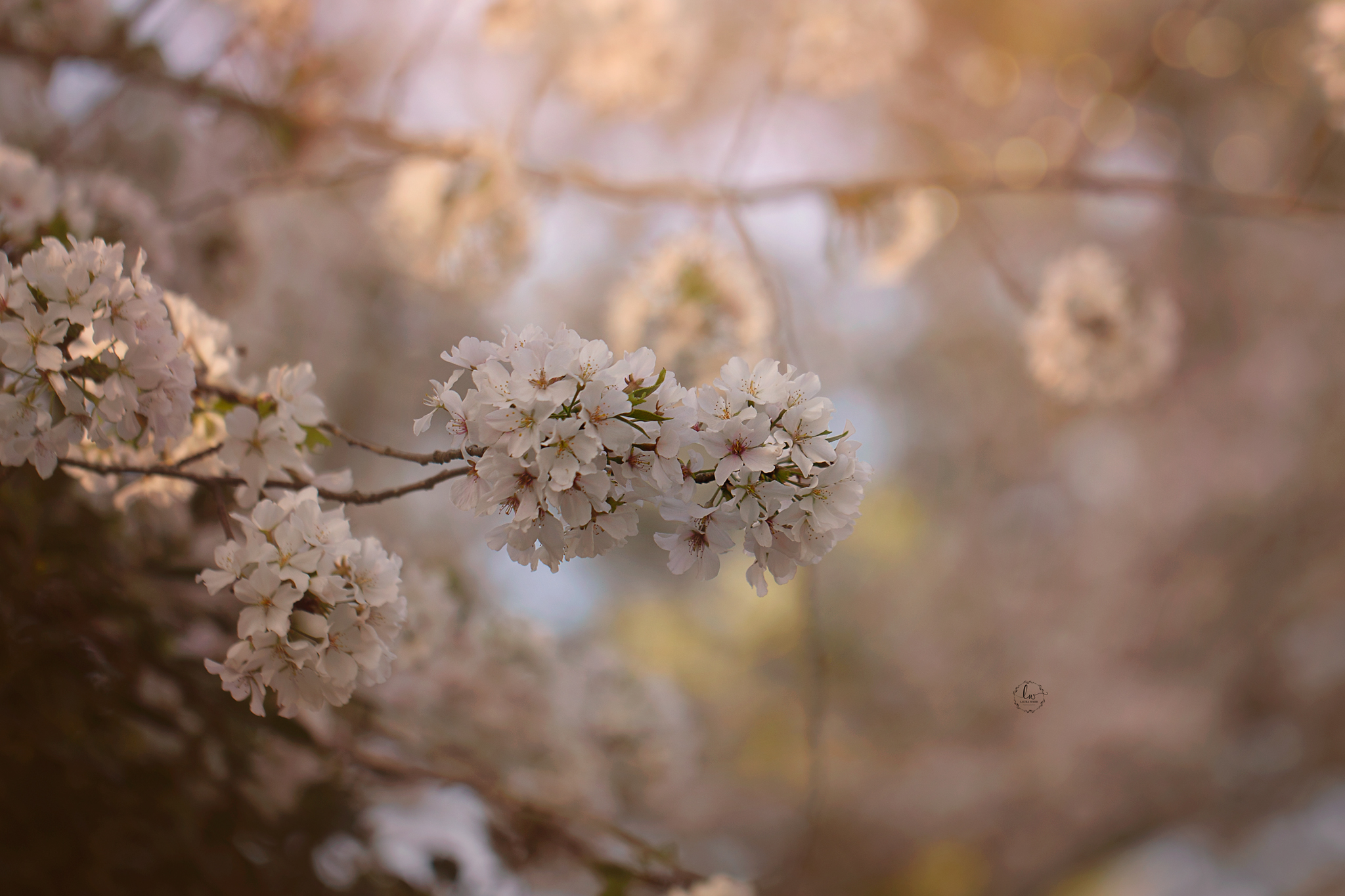 white flowers
