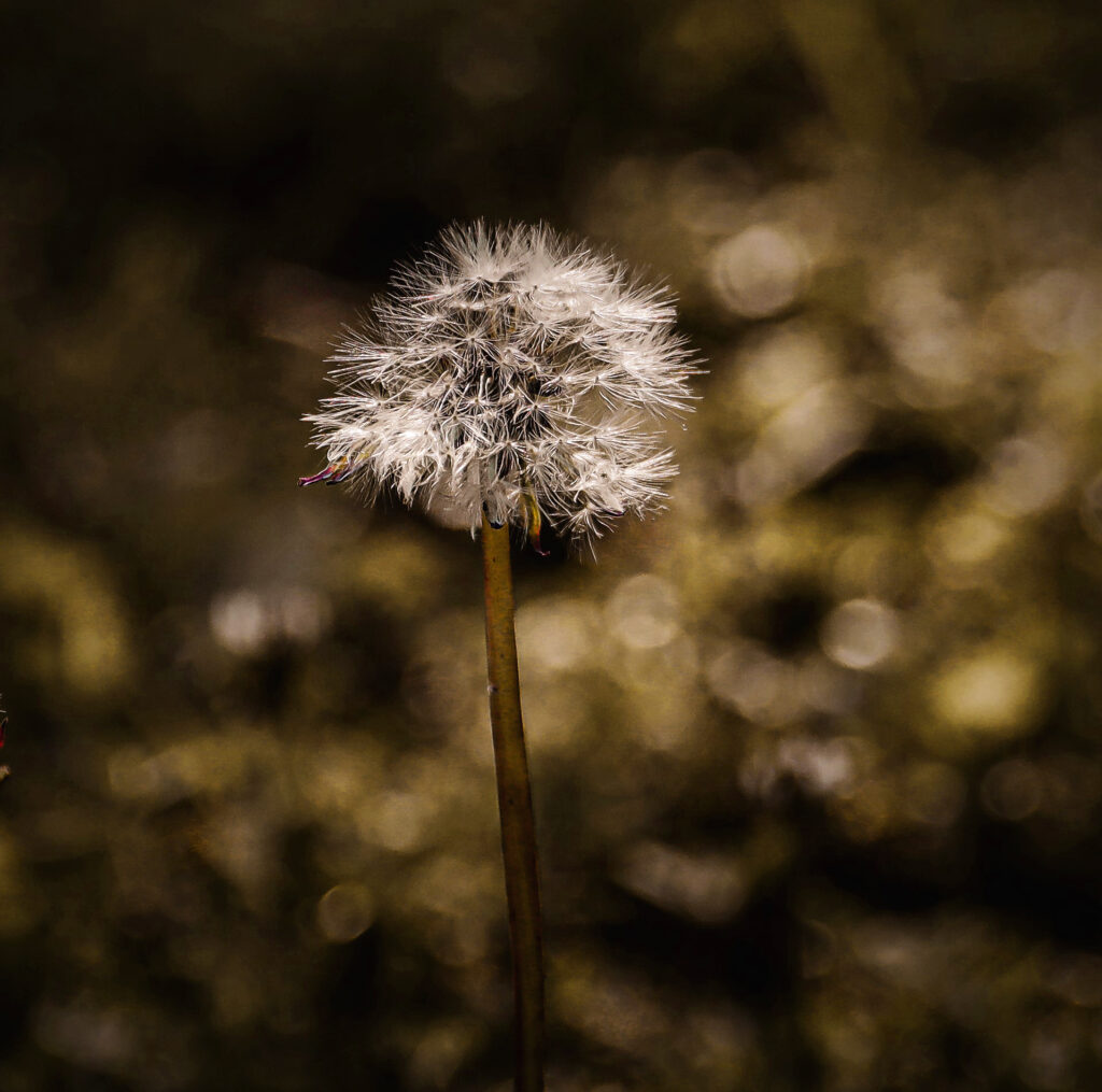 dandelion