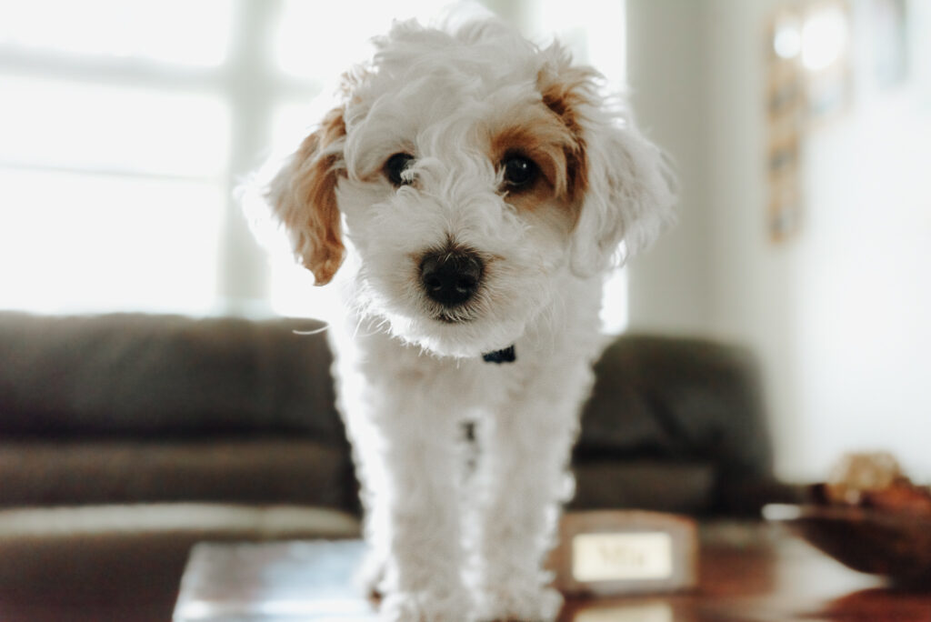 puppy