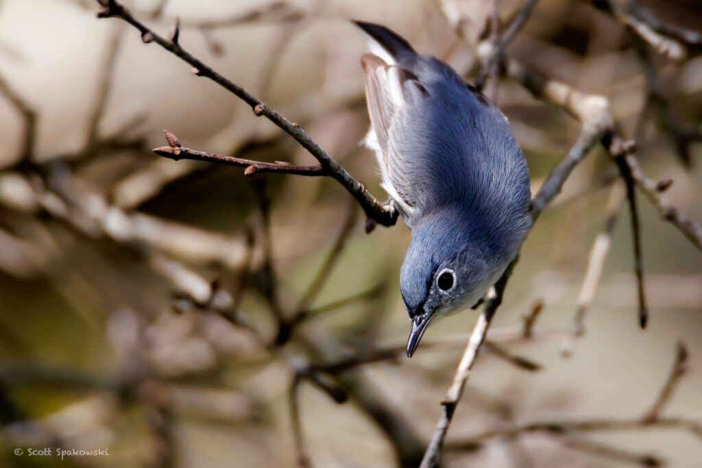 bird in tree