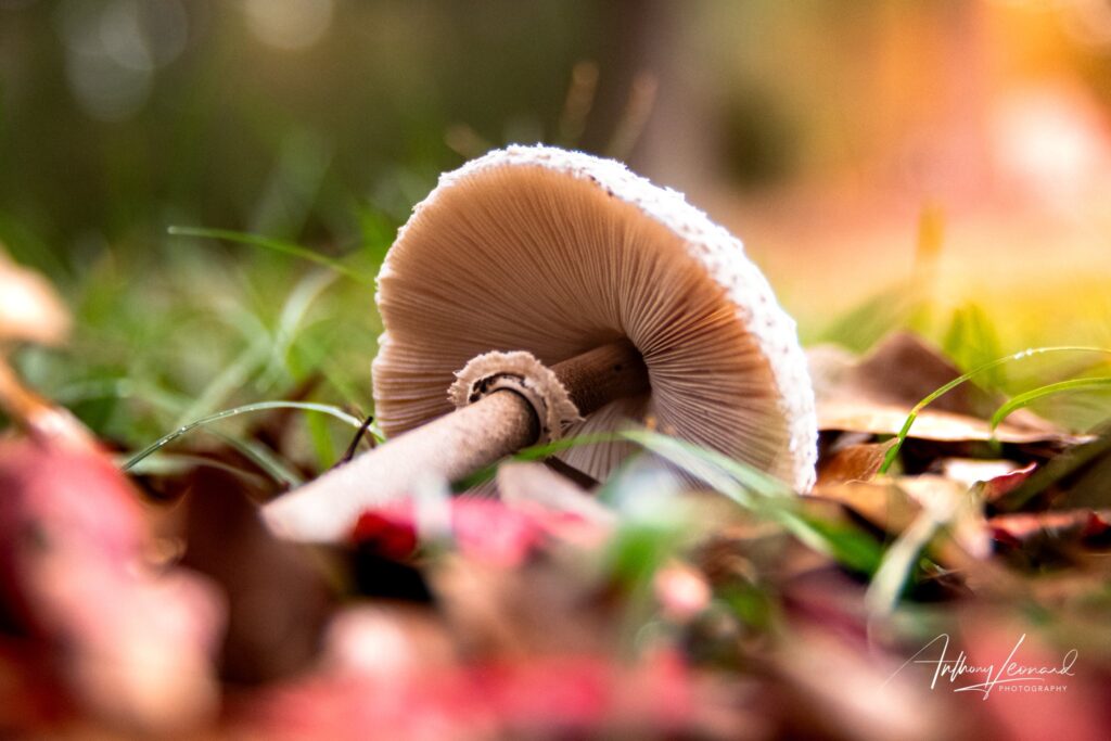 mushroom sunset