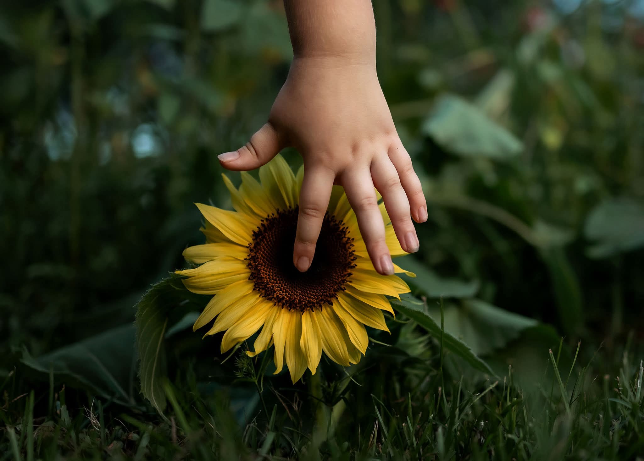 sunflower and little hands