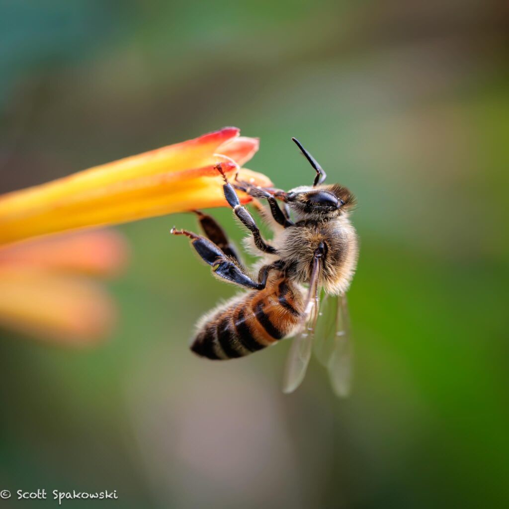 bee and flower macro