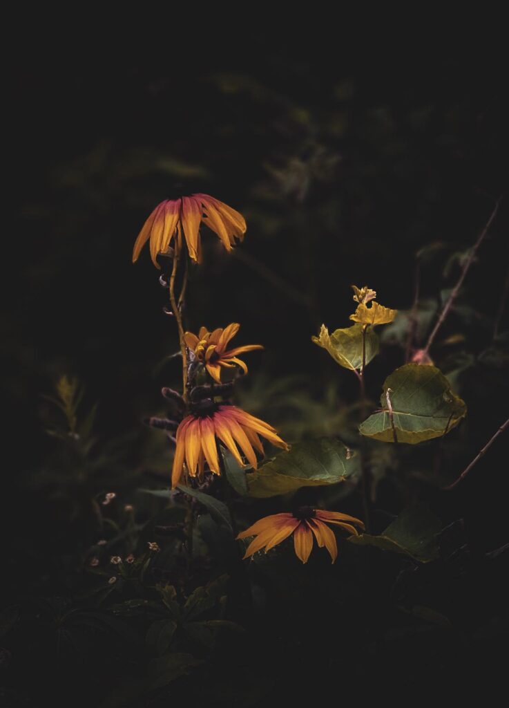 sunflowers