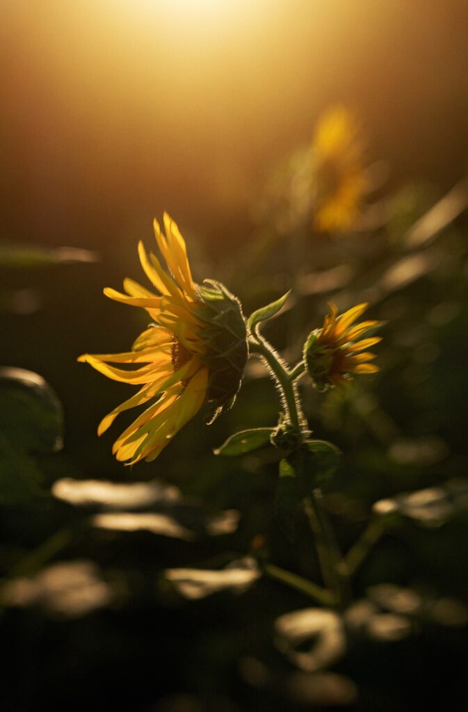 sunflower in golden light