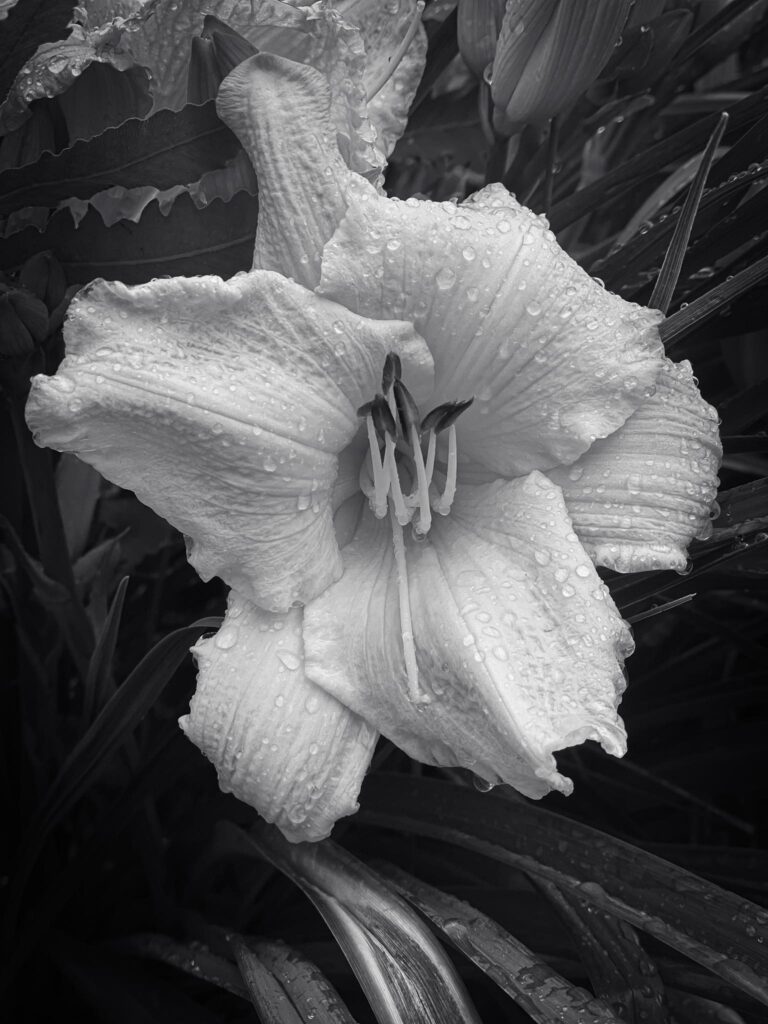 black and white flower