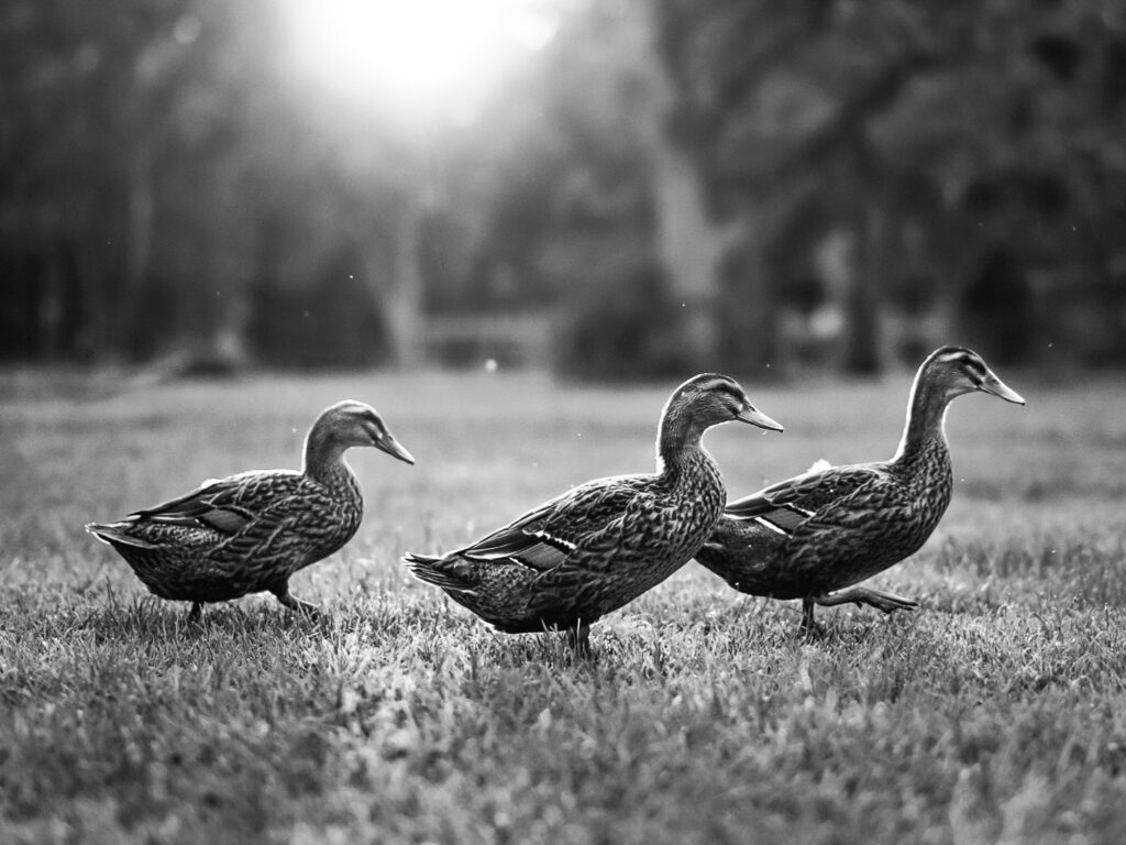 ducks walking
