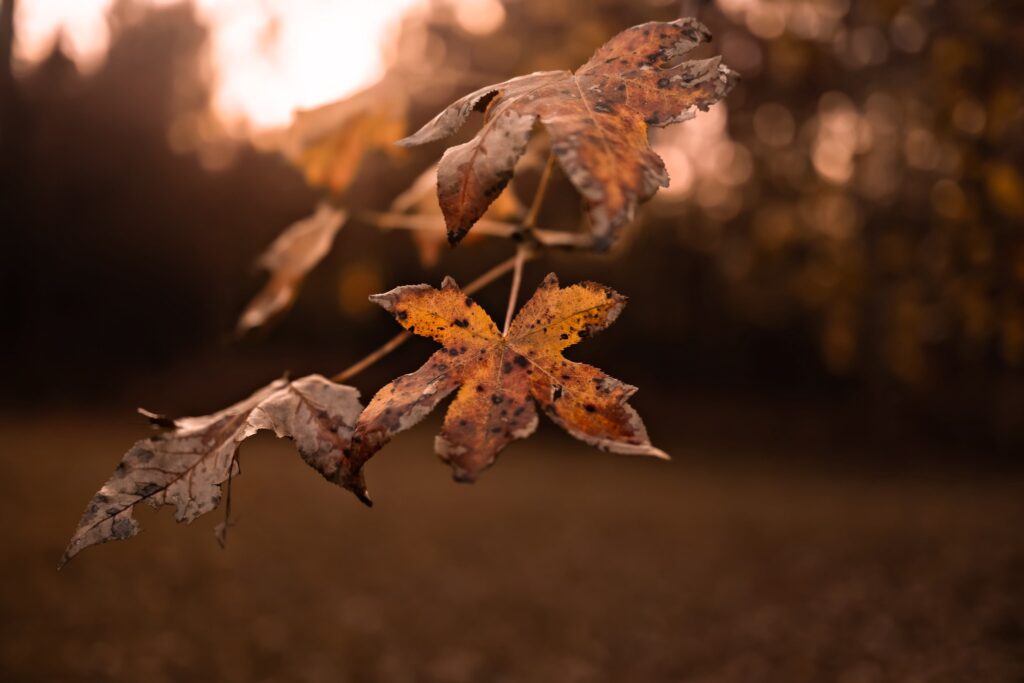 autumn leaf depth of field