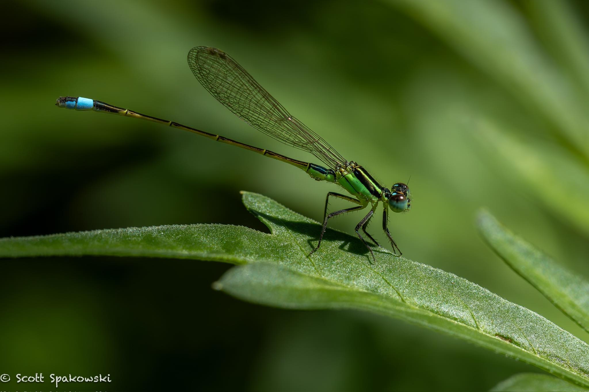 macro photo of dragon flly