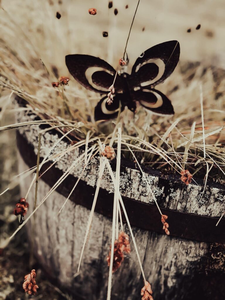 butterfly in plants