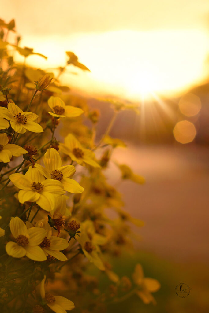 golden hour capture of flowers