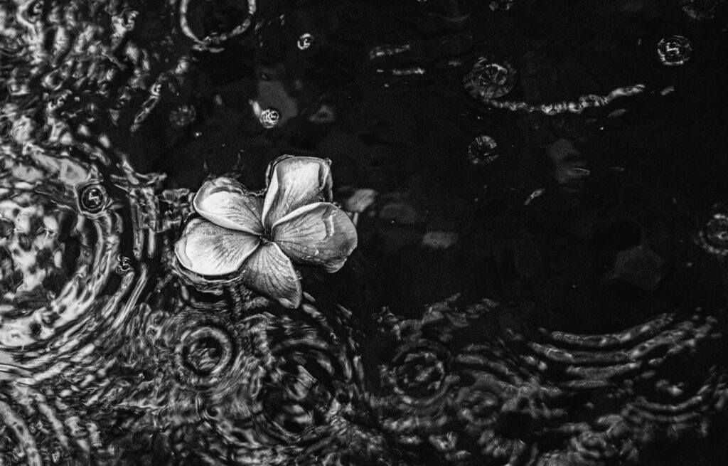 detail photo of flower floating in water