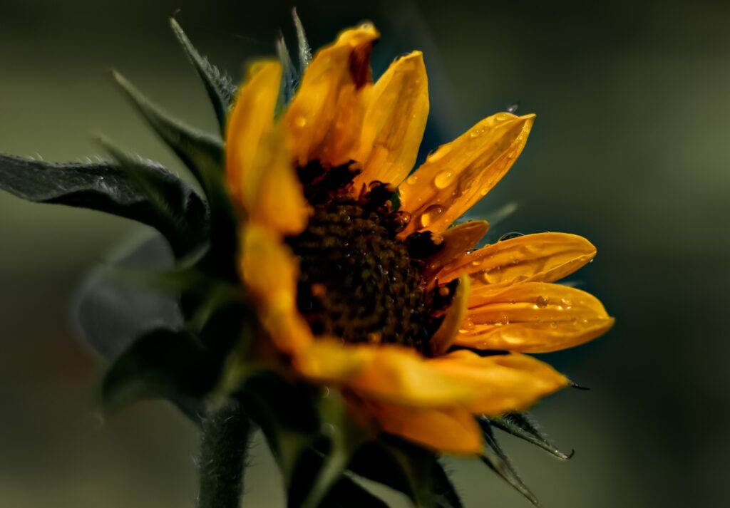 sunflower with water droplets