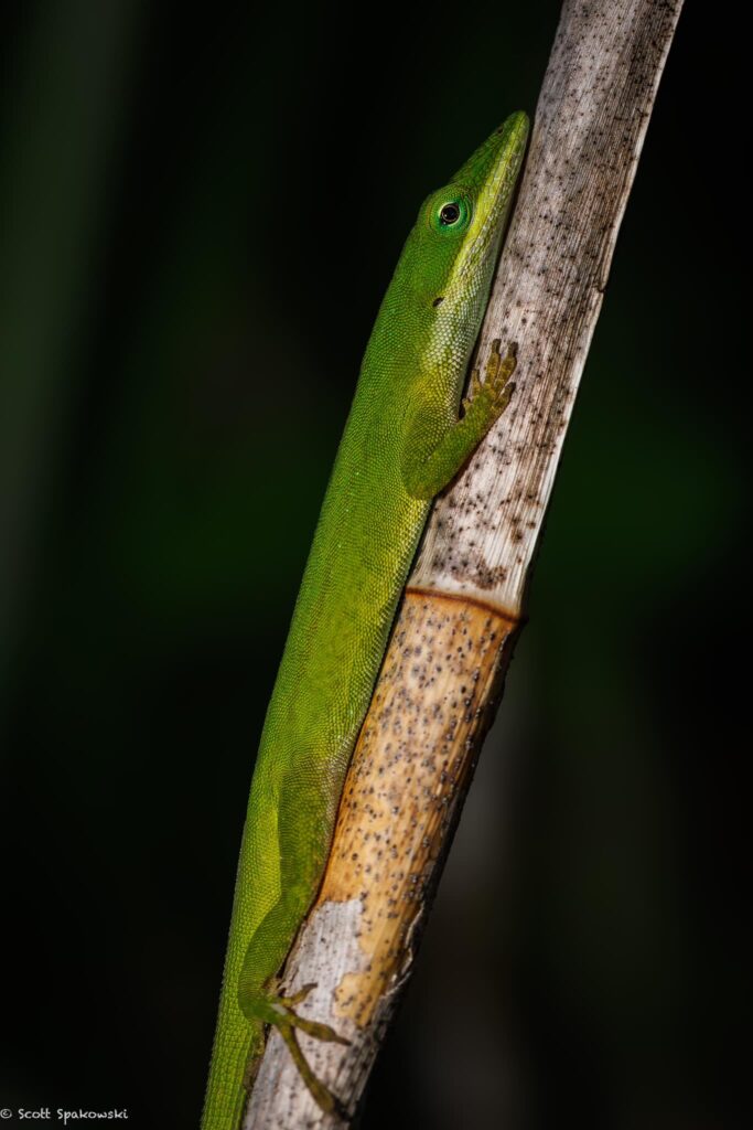 macro photo of green lizard on branch