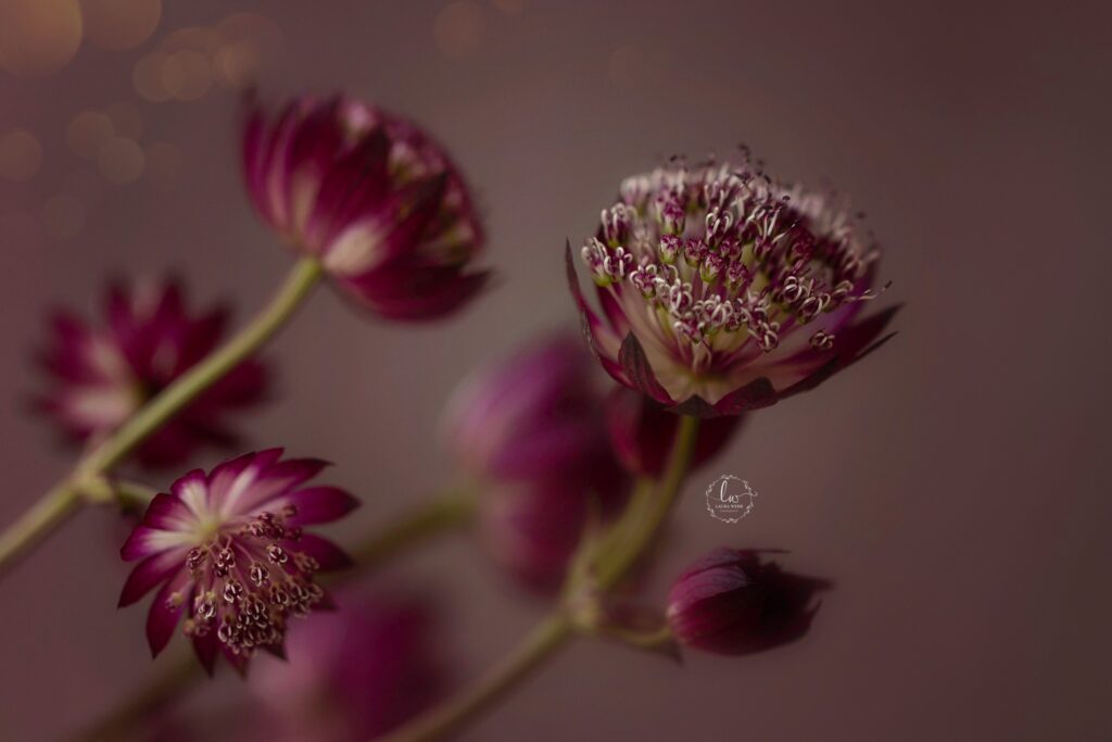 macro photo of purple flowers