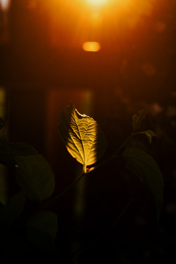 a single leaf photo in sunset light