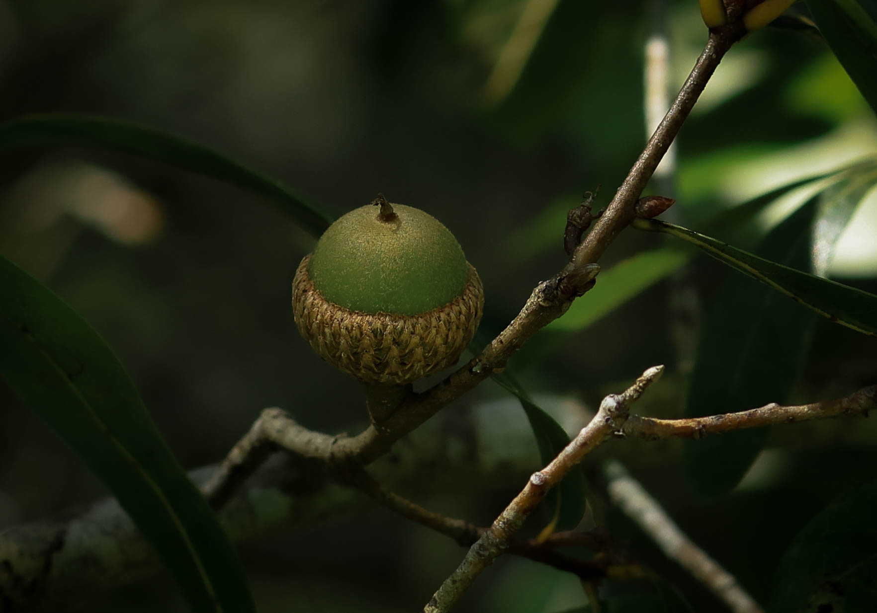 green acorn up close photo