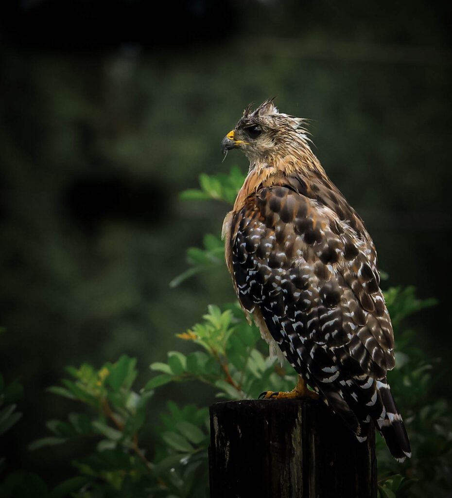 bird perched on a fence with rich green tones