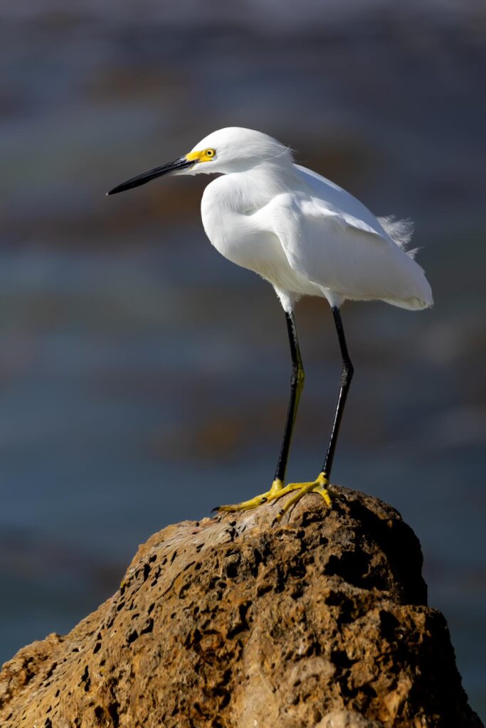 white bird perched on a rock