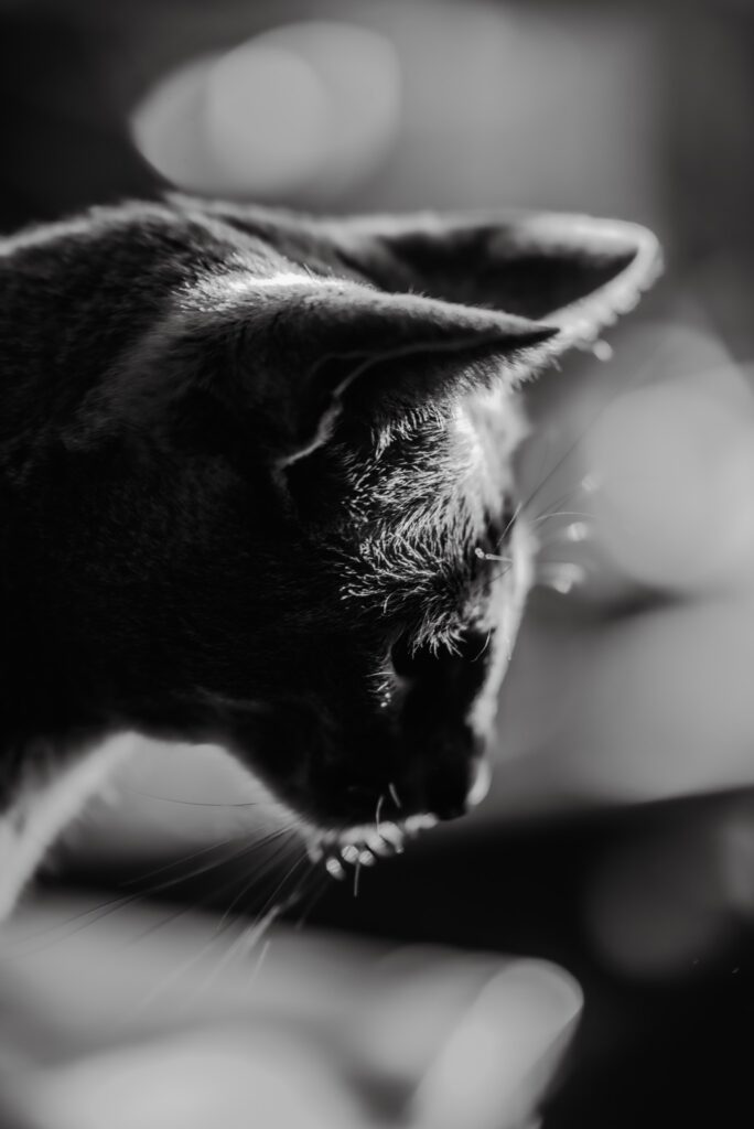 a macro detailed capture of a cat's profile