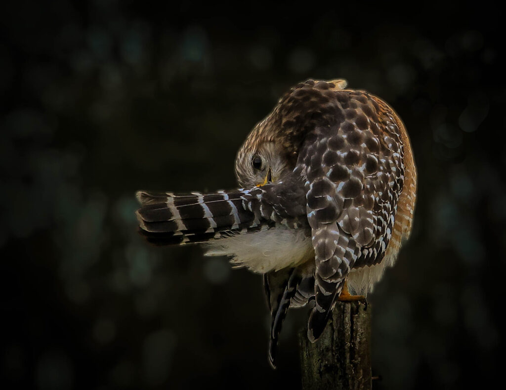 Bird sitting on wood cleaning wing
