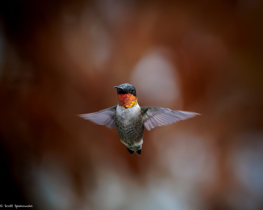 Humming bird flying
