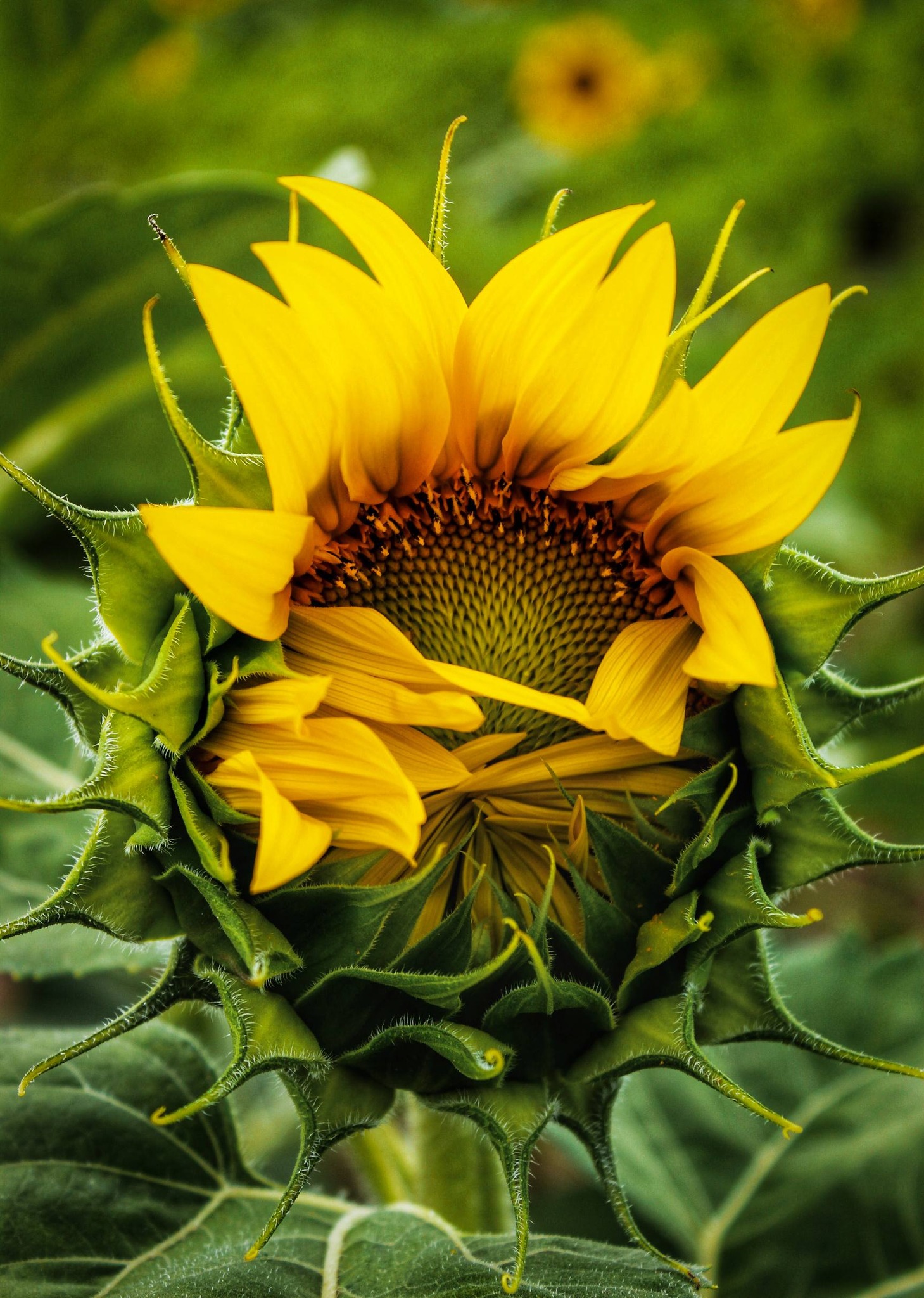 Closeup photograph of sunflower partially opening