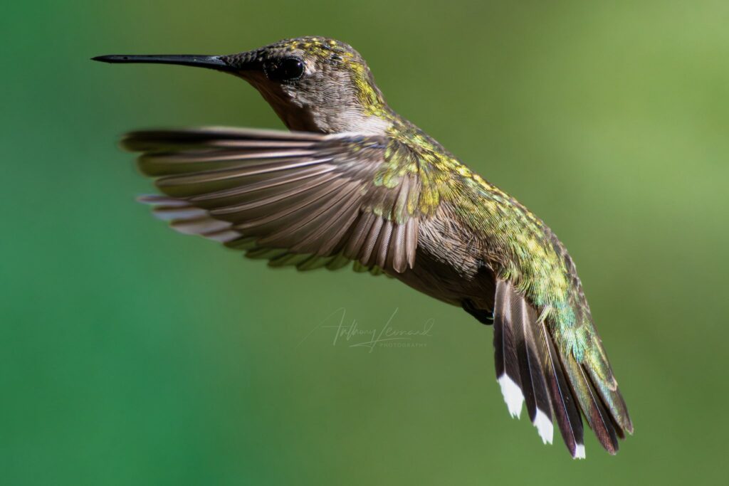 A close-up of a humming bird flying, with the wings moving and blurred