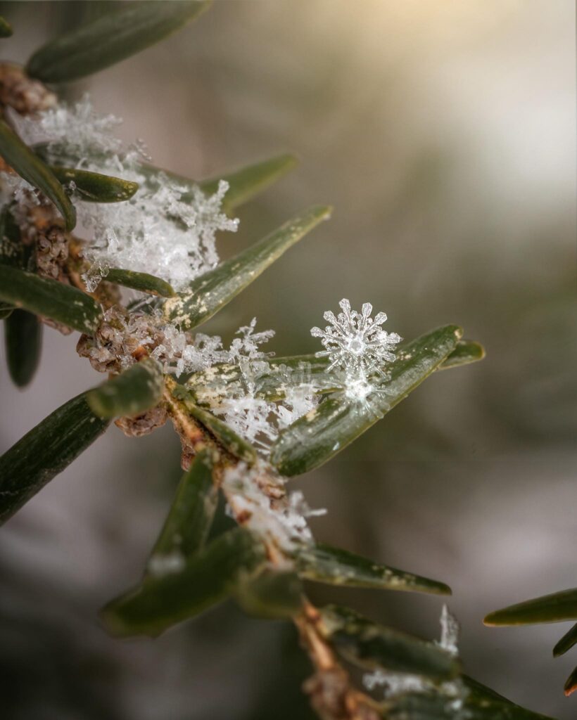 Up close capture of a snowflake on top of a frozen branch with green leaves
