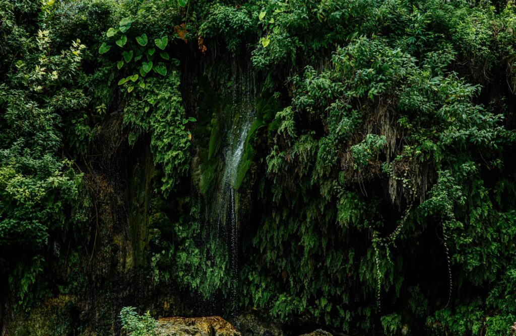 Green foliage in forest with a little water fall, tiny water droplets caught in focus