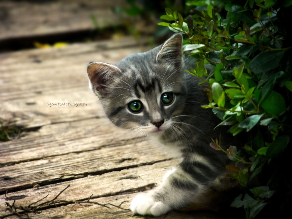 grey kitten with stripes and green eyes peaking out from green foliage