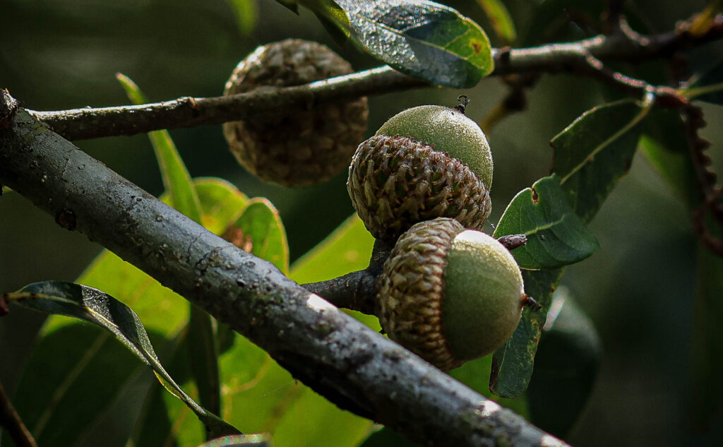 an up close, detailed shot of acorns in tree with green foliage surrounding