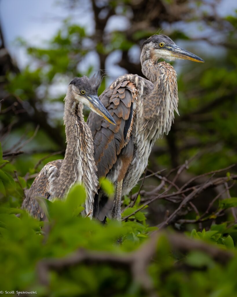 two Great Blue Herons, shaggy appearance, mix of grayish and brown feathers, and dusky-colored bills