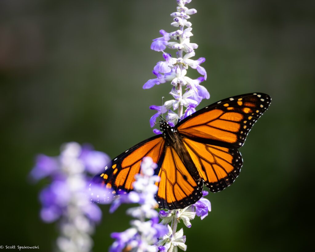 up close capture of orange butterfly on purple flowers