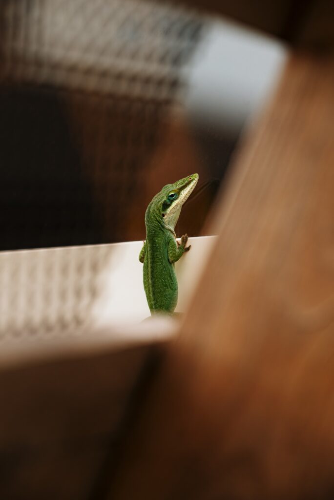 green lizard peaking out over a fence