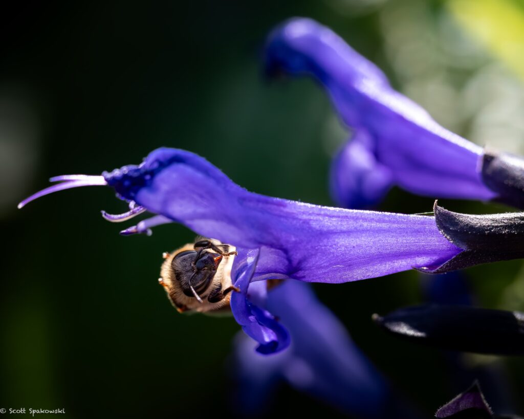 up close photo of a bee getting pollen from a purple flower